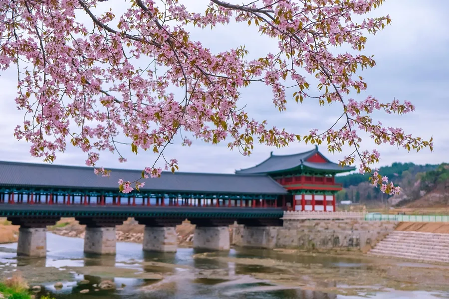 du-lich-han-quoc-trai-nghiem-mua-xuan-tuyet-voi-tai-busan